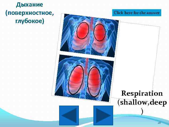 Дыхание (поверхностное, глубокое) Click here for the answer Respiration (shallow, deep ) 28 