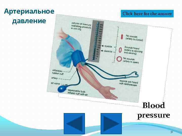 Артериальное давление Click here for the answer Blood pressure 31 