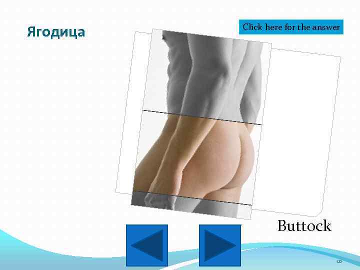 Ягодица Click here for the answer Buttock 10 