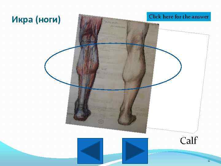 Икра (ноги) Click here for the answer Calf 11 