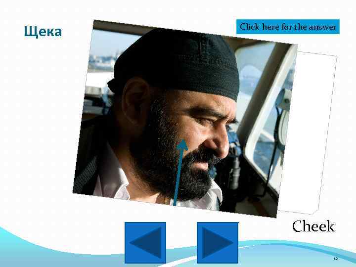 Щека Click here for the answer Cheek 12 