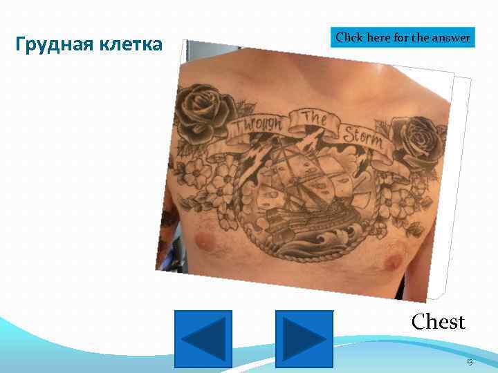 Грудная клетка Click here for the answer Chest 13 