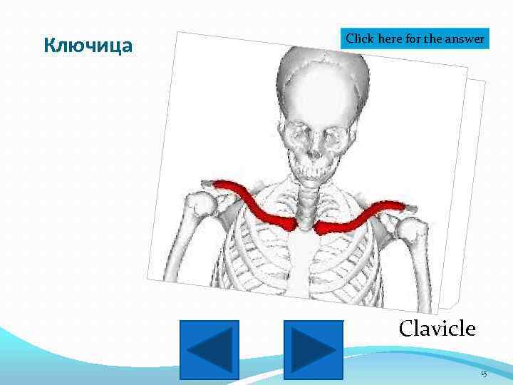 Ключица Click here for the answer Clavicle 15 