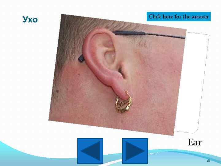Ухо Click here for the answer Ear 16 