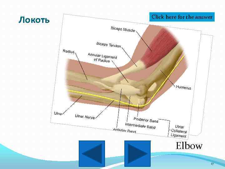 Локоть Click here for the answer Elbow 17 