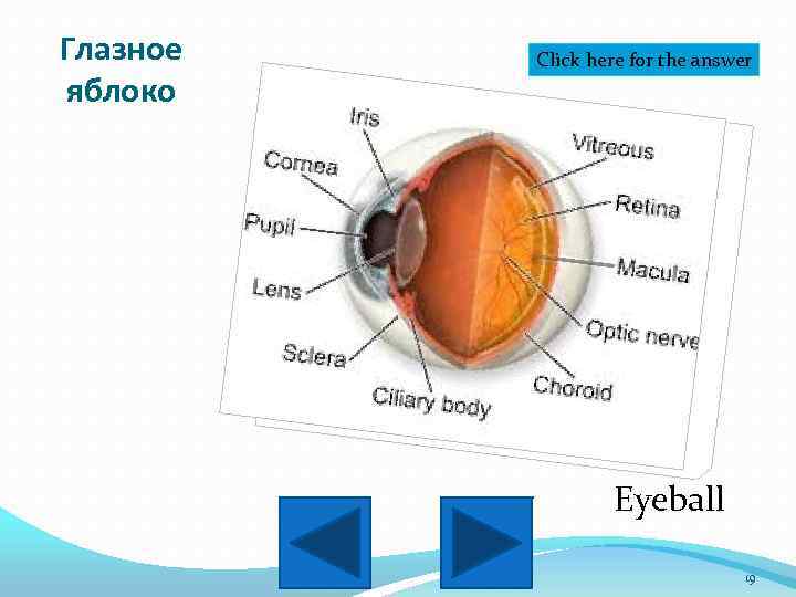 Глазное яблоко Click here for the answer Eyeball 19 