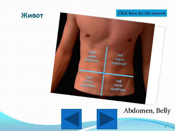 Живот Click here for the answer Abdomen, Belly 2 