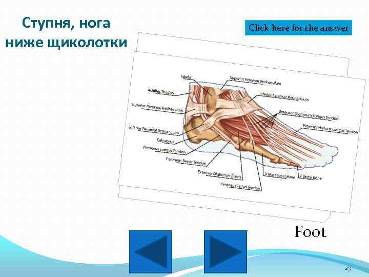 Ступня, нога ниже щиколотки Click here for the answer Foot 23 