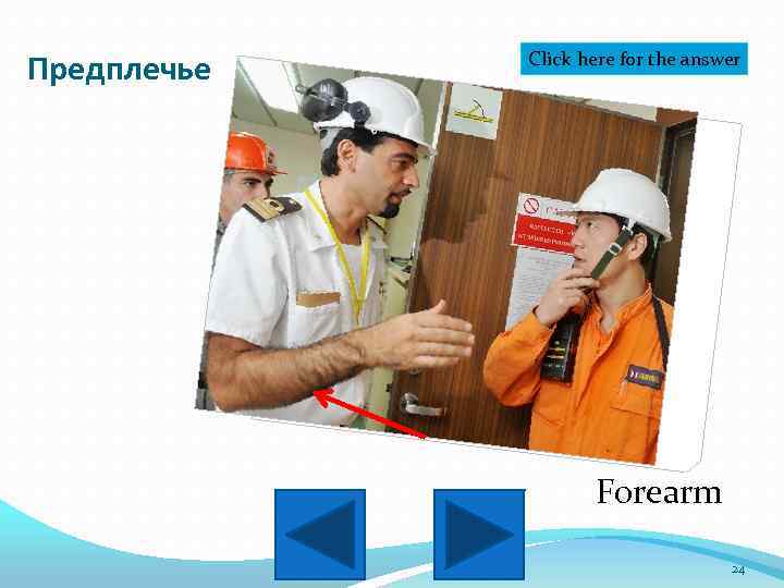 Предплечье Click here for the answer Forearm 24 