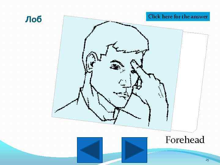 Лоб Click here for the answer Forehead 25 