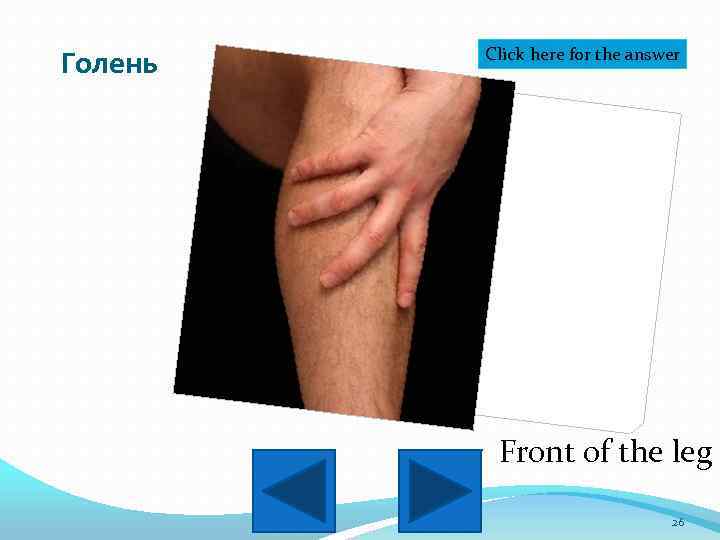 Голень Click here for the answer Front of the leg 26 