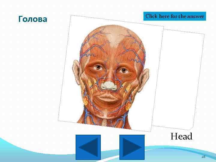 Голова Click here for the answer Head 28 