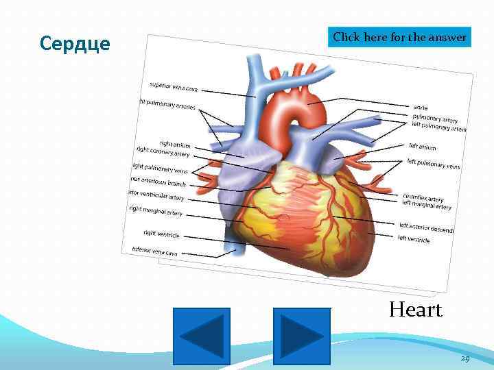 Сердце Click here for the answer Heart 29 