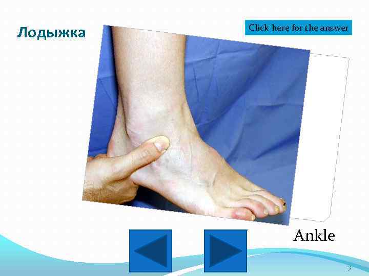 Лодыжка Click here for the answer Ankle 3 
