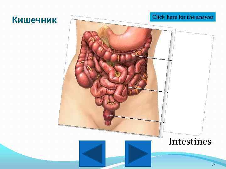 Кишечник Click here for the answer Intestines 31 