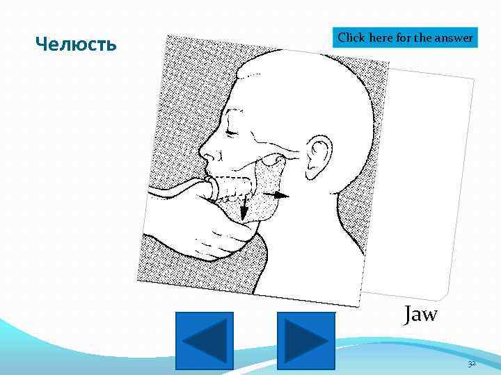 Челюсть Click here for the answer Jaw 32 