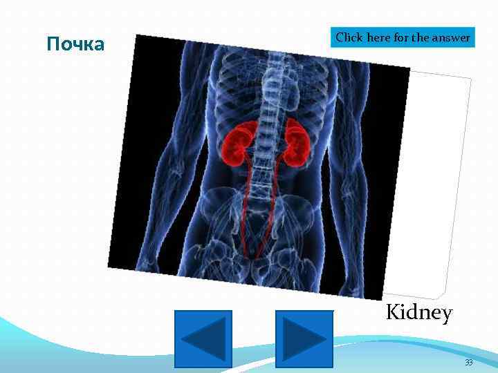 Почка Click here for the answer Kidney 33 