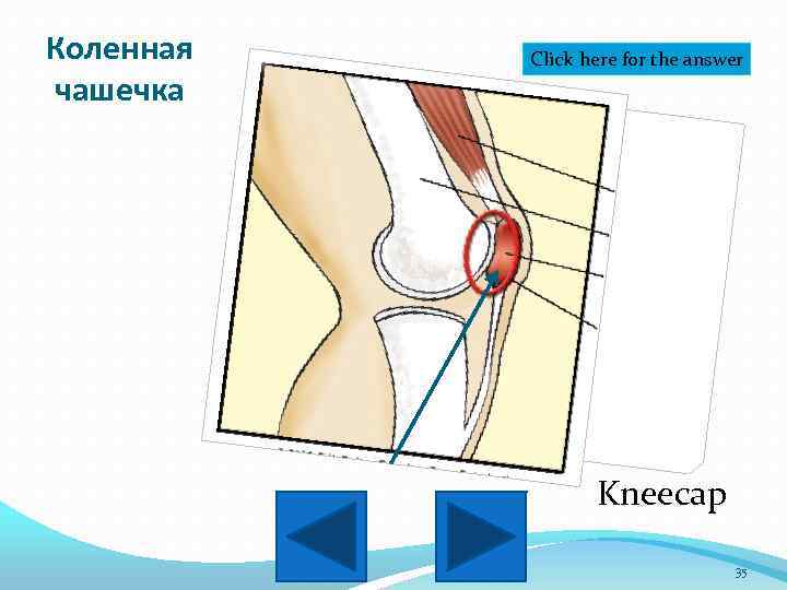 Коленная чашечка Click here for the answer Kneecap 35 