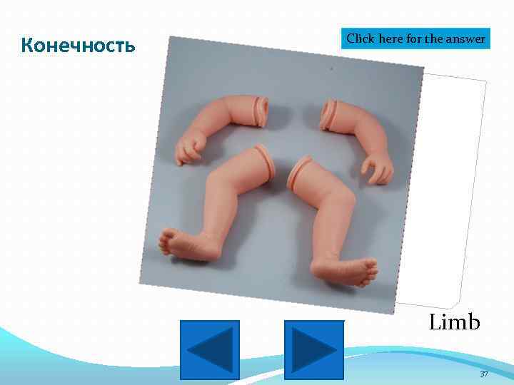 Конечность Click here for the answer Limb 37 