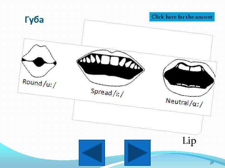 Губа Click here for the answer Lip 38 