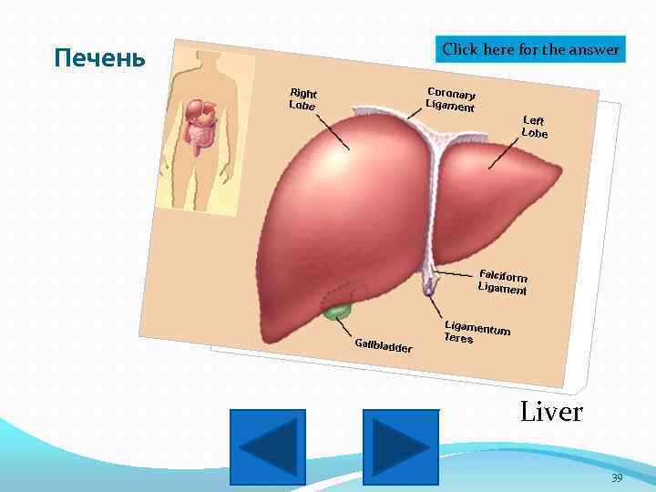 Печень Click here for the answer Liver 39 