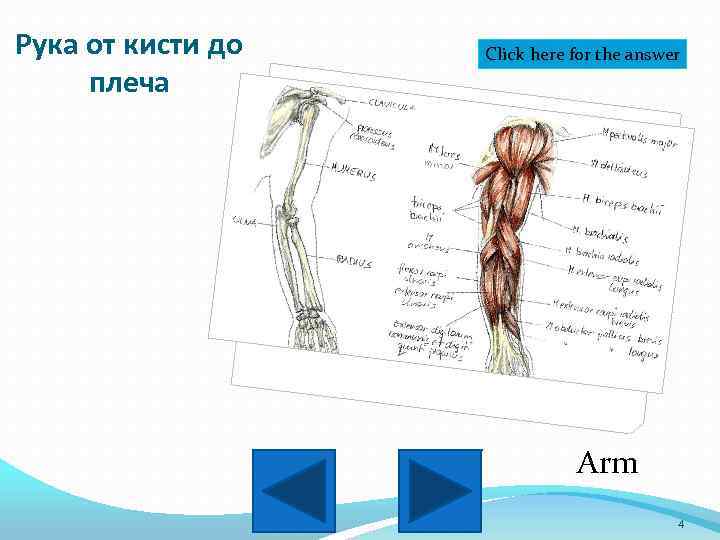 Рука от кисти до плеча Click here for the answer Arm 4 