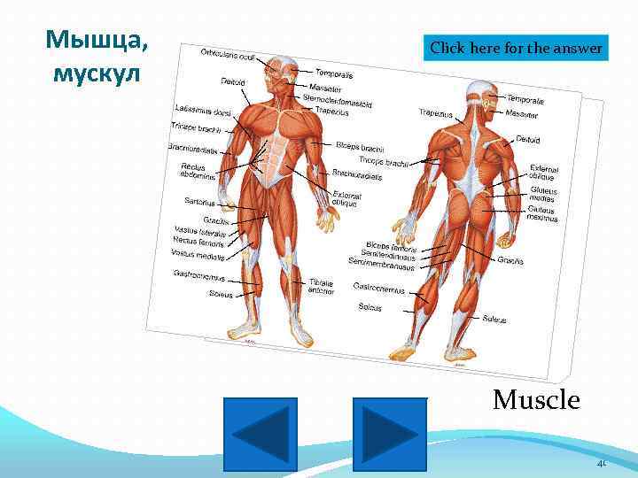 Мышца, мускул Click here for the answer Muscle 41 