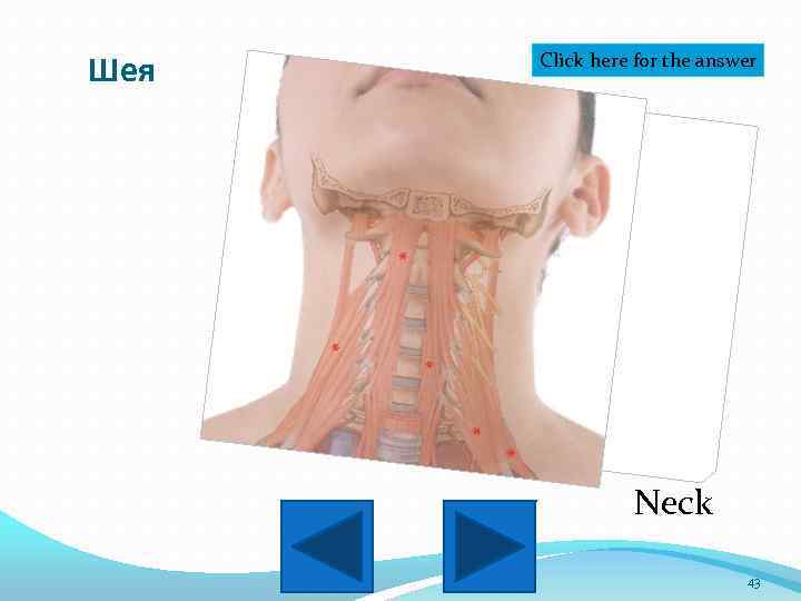 Шея Click here for the answer Neck 43 