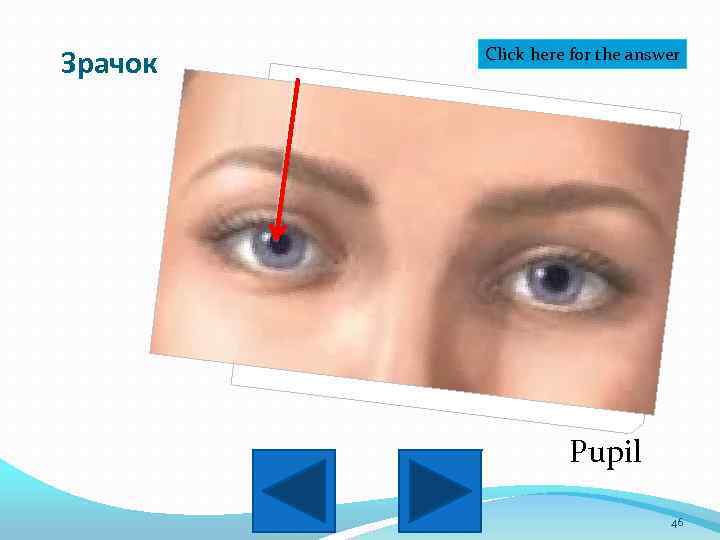 Зрачок Click here for the answer Pupil 46 