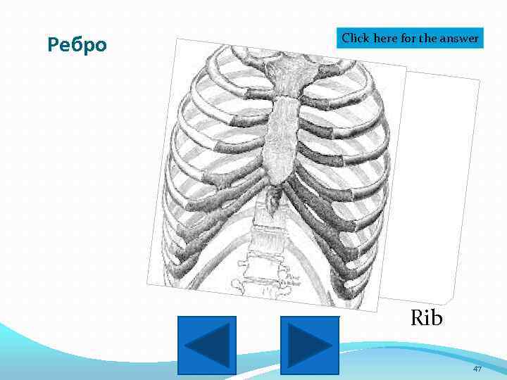 Ребро Click here for the answer Rib 47 