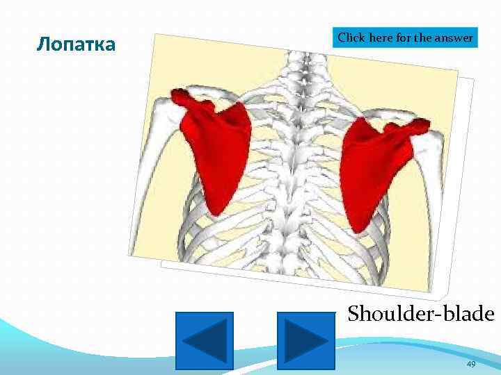 Лопатка Click here for the answer Shoulder-blade 49 