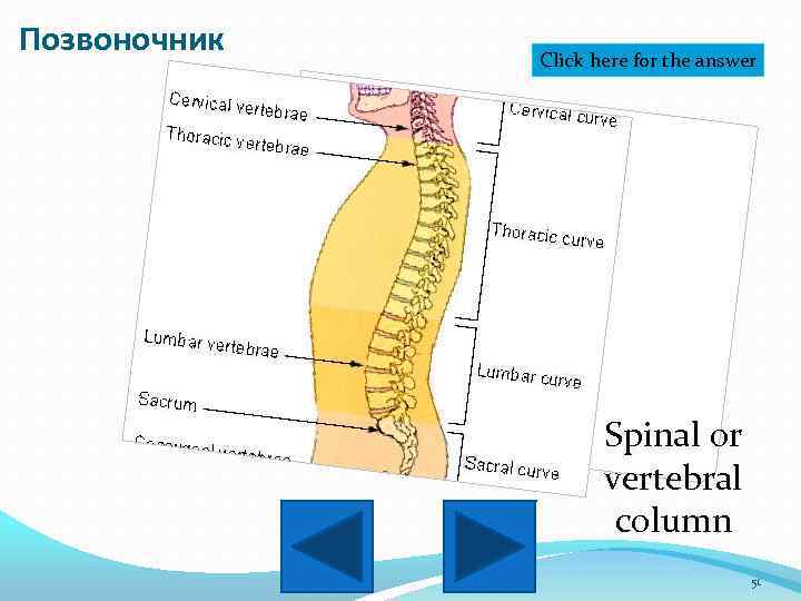 Позвоночник Click here for the answer Spinal or vertebral column 51 