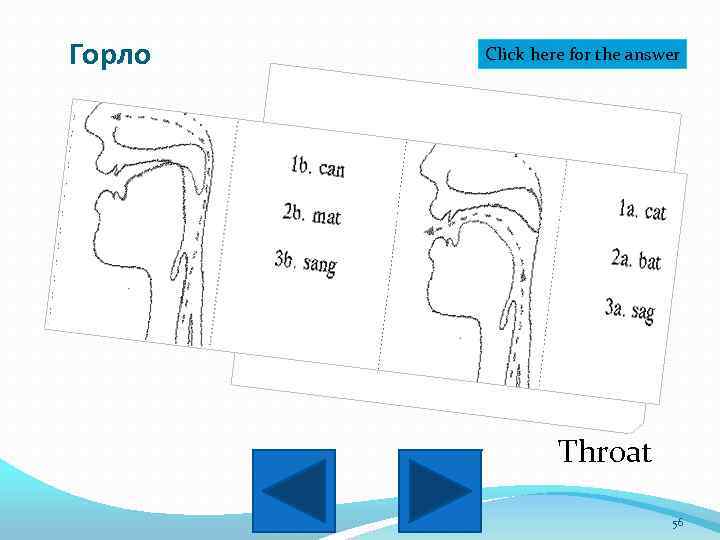 Горло Click here for the answer Throat 56 