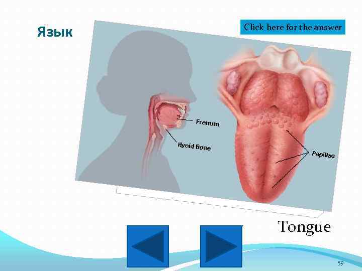 Язык Click here for the answer Tongue 59 
