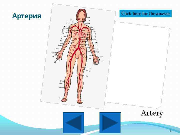 Артерия Click here for the answer Artery 6 