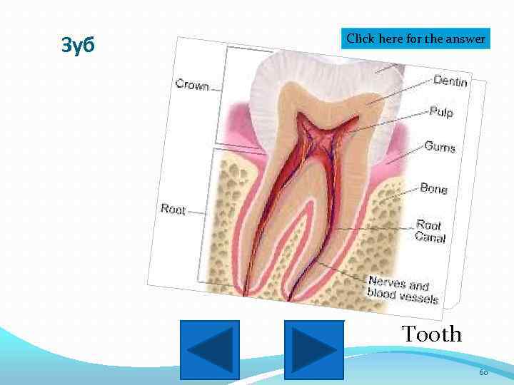 Зуб Click here for the answer Tooth 60 
