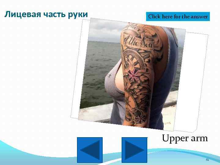 Лицевая часть руки Click here for the answer Upper arm 61 