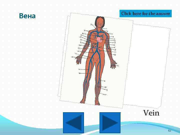 Вена Click here for the answer Vein 62 