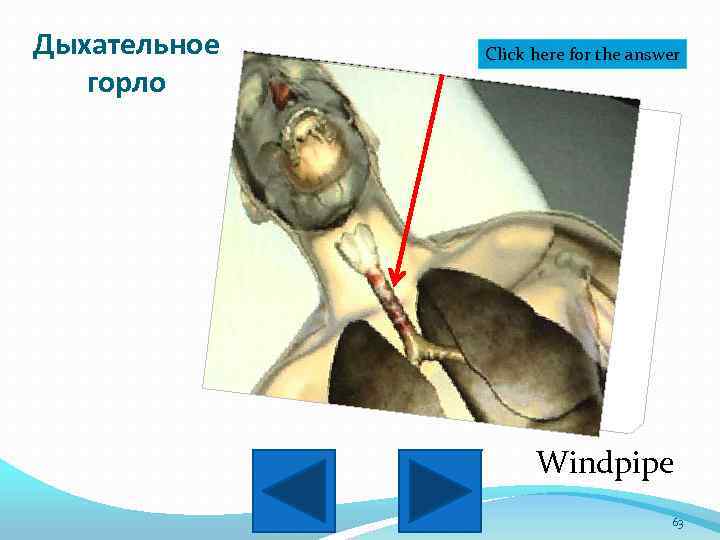 Дыхательное горло Click here for the answer Windpipe 63 