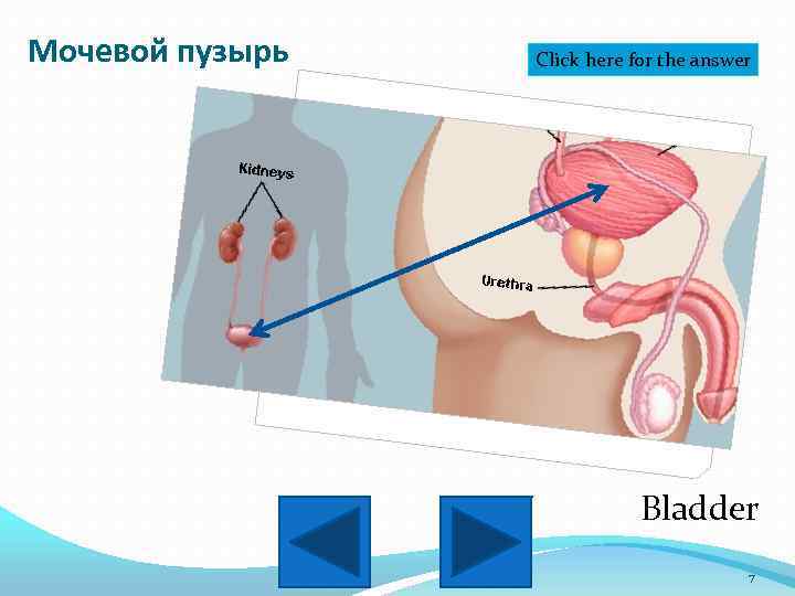 Мочевой пузырь Click here for the answer Bladder 7 