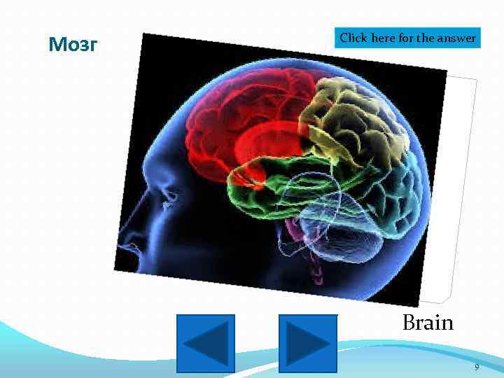 Мозг Click here for the answer Brain 9 