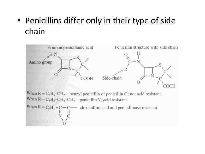  • Penicillins differ only in their type of side chain 