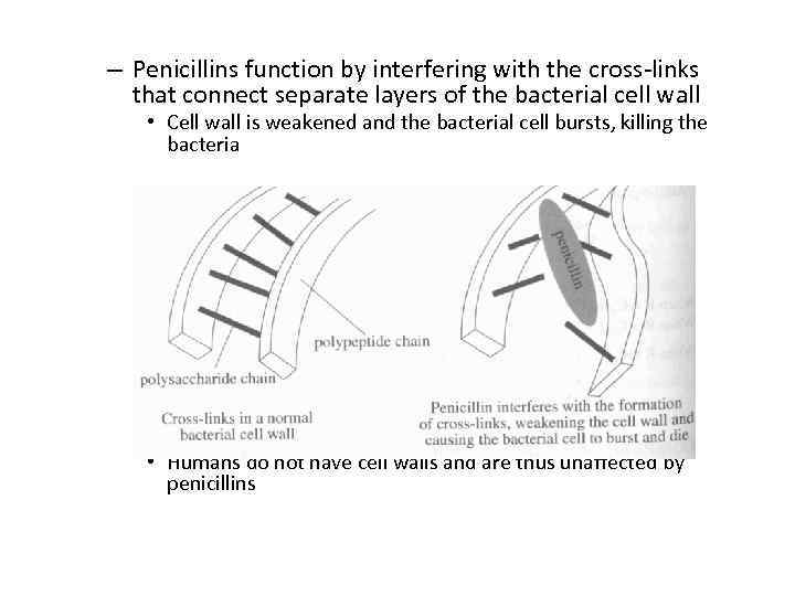 – Penicillins function by interfering with the cross-links that connect separate layers of the
