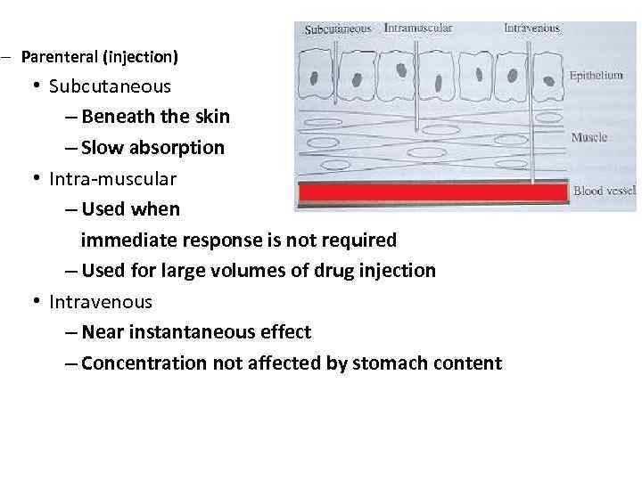 – Parenteral (injection) • Subcutaneous – Beneath the skin – Slow absorption • Intra-muscular