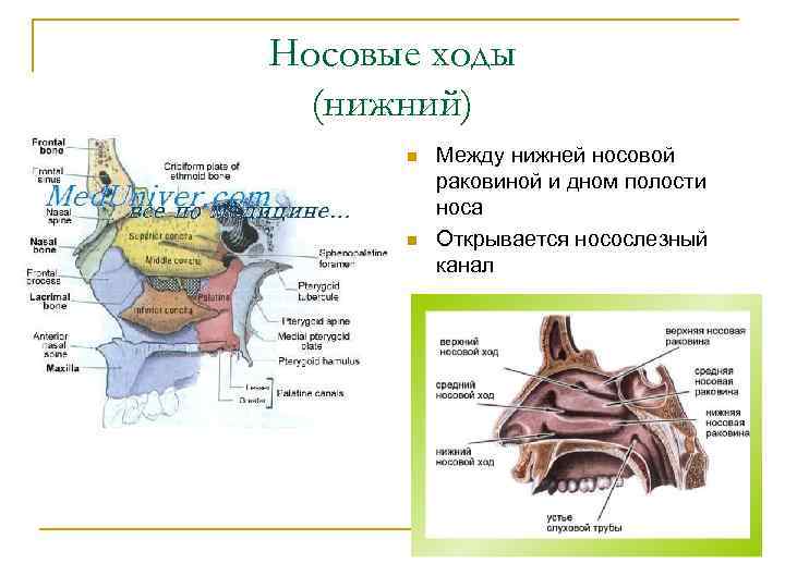 Нижний ход. Носовая полость анатомия общий носовой ход. Носовые ходы и раковины их образующие. Средний носовой ход расположен.