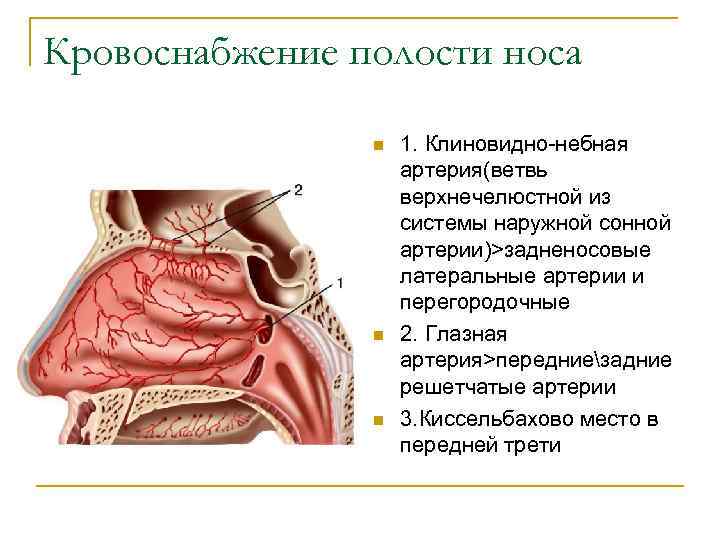 Кровоснабжение полости носа n n n 1. Клиновидно-небная артерия(ветвь верхнечелюстной из системы наружной сонной