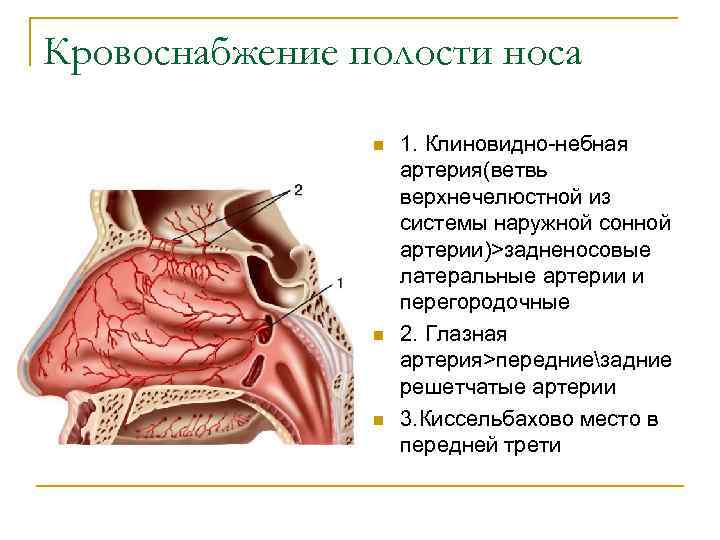 Наружный нос и полость носа