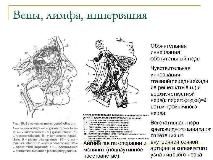 Вены, лимфа, иннервация Обонятельная иннервация: обонятельный нерв Чувствительная иннервация: глазной(передниезадн ие решетчатые н. )