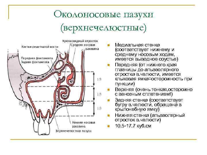 Верхнечелюстная пазуха картинка