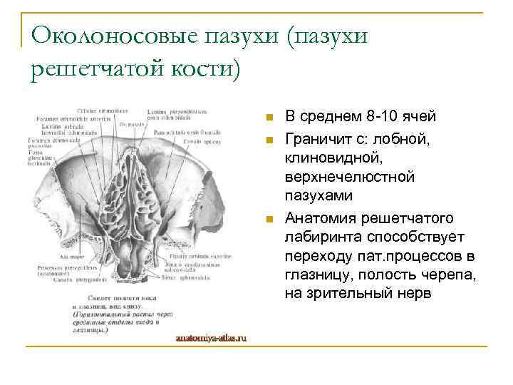 Околоносовые пазухи (пазухи решетчатой кости) n n n В среднем 8 -10 ячей Граничит